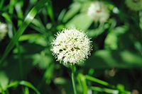 Ail des ours. Fleur d'ail des ours. Cliquer pour agrandir l'image.