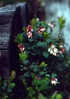 Airelle rouge. Plante. Cliquer pour agrandir l'image.