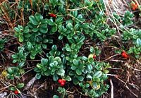 Airelle rouge. Plante. Cliquer pour agrandir l'image.