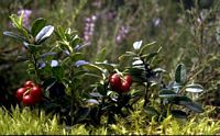 Airelle rouge. Plante. Cliquer pour agrandir l'image.