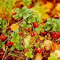 Airelle rouge. Fruits. Cliquer pour agrandir l'image.