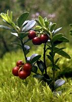 Airelle rouge. Fruits. Cliquer pour agrandir l'image.