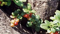 Airelle rouge. Fruits. Cliquer pour agrandir l'image.