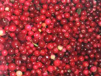 Airelle rouge. Récolte. Cliquer pour agrandir l'image.