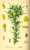 Ajonc d'Europe. Planche d'identification Thomé. Cliquer pour agrandir l'image.