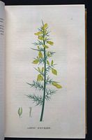 Ajonc d'Europe. Planche d'identification Saint-hilaire. Cliquer pour agrandir l'image.