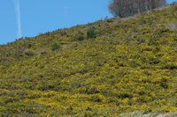 Ajonc d'Europe. Peuplement, Puy des Gouttes. Cliquer pour agrandir l'image.