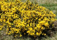 Ajonc d'Europe. Plante, Puy des Gouttes. Cliquer pour agrandir l'image.
