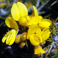 Ajonc d'Europe. Fleurs, Puy des Gouttes. Cliquer pour agrandir l'image.