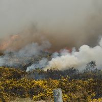 Ajonc d'Europe. Ecobuage, Puy des Gouttes. Cliquer pour agrandir l'image.
