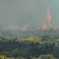 Ajonc d'Europe. Ecobuage, Puy des Gouttes. Cliquer pour agrandir l'image.