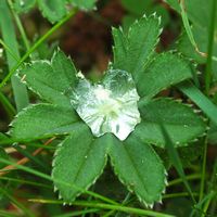 Alchemille vulgaire. Cheires de Côme. Cliquer pour agrandir l'image.