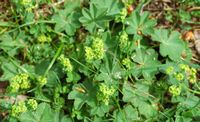 Alchemille vulgaire. Cheires de Côme. Cliquer pour agrandir l'image.