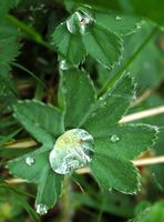 Alchemille vulgaire. Cheires de Côme. Cliquer pour agrandir l'image.