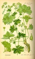 Alchemille vulgaire. Planche d'identification Thomé. Cliquer pour agrandir l'image.