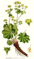 Alchemille vulgaire. Planche d'identification Linnemand. Cliquer pour agrandir l'image.