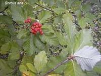 Alisier blanc. Fruit. Cliquer pour agrandir l'image.
