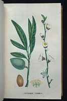 Amandier commun. Planche d'identification Saint-hilaire. Cliquer pour agrandir l'image.
