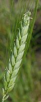 Amidonnier. Epi. Cliquer pour agrandir l'image.