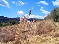 Amidonnier. Plantes. Cliquer pour agrandir l'image.