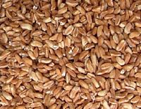 Amidonnier. Grains. Cliquer pour agrandir l'image.