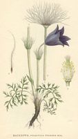 Ancolie cornette. Planche d'identification. Cliquer pour agrandir l'image.