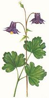 Ancolie cornette. Dessin. Cliquer pour agrandir l'image.