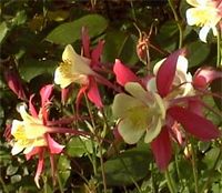 Ancolie cornette. Fleur. Cliquer pour agrandir l'image.