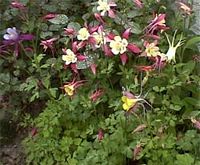 Ancolie cornette. Fleurs. Cliquer pour agrandir l'image.