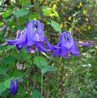 Ancolie cornette. Fleurs. Cliquer pour agrandir l'image.