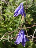Ancolie cornette. Fleurs. Cliquer pour agrandir l'image.