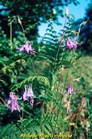 Ancolie cornette. Plantes. Cliquer pour agrandir l'image.