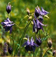 Ancolie cornette. Fleurs. Cliquer pour agrandir l'image.