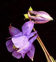 Ancolie cornette. Fleur. Cliquer pour agrandir l'image.