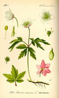 Anemone sylvie. Planche d'identification. Cliquer pour agrandir l'image.