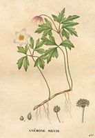 Anemone sylvie. Dessin. Cliquer pour agrandir l'image.