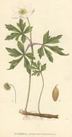 Anemone sylvie. Dessin. Cliquer pour agrandir l'image.