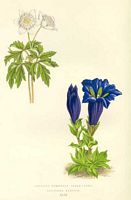 Anemone sylvie. Dessin. Cliquer pour agrandir l'image.