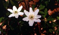 Anemone sylvie. Allagnat. Cliquer pour agrandir l'image.