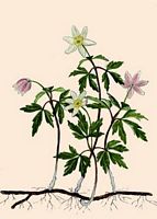 Anemone sylvie. Dessin. Cliquer pour agrandir l'image.