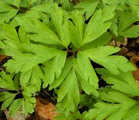 Anemone sylvie. Feuille. Cliquer pour agrandir l'image.