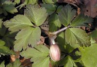 Anemone sylvie. En bouton. Cliquer pour agrandir l'image.