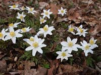 Anemone sylvie. Cliquer pour agrandir l'image.