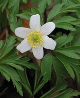 Anemone sylvie. Cliquer pour agrandir l'image.