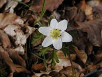Anemone sylvie. Cliquer pour agrandir l'image.