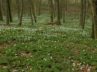 Anemone sylvie. Cliquer pour agrandir l'image.