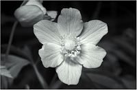 Anemone sylvie. Fleur d'anémone sylvie en lumière infrarouge. Cliquer pour agrandir l'image.