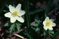 Anemone sylvie. Cliquer pour agrandir l'image.