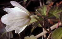 Anemone sylvie. Cliquer pour agrandir l'image.