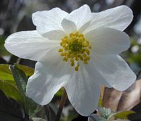 Anemone sylvie. Cliquer pour agrandir l'image.